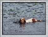 kij, płynący, Springer spaniel walijski, woda